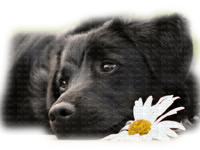 Kaz_Creations Animals Dogs Dog Pup 🐶 - ingyenes png