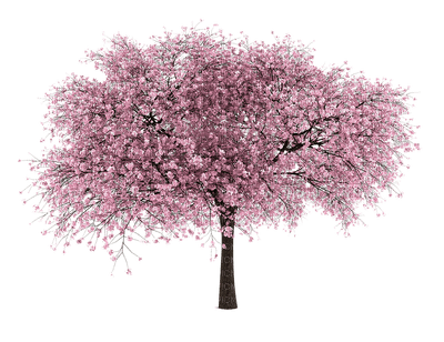 tree katrin - ücretsiz png