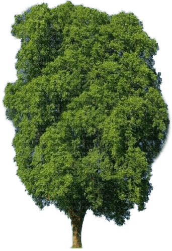 Baum - ingyenes png