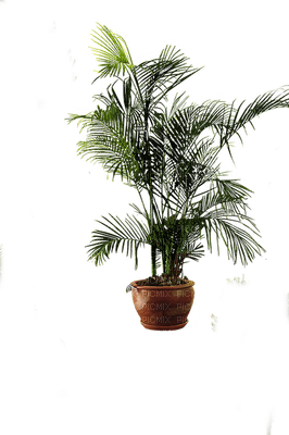plants katrin - bezmaksas png