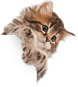 Kaz_Creations Cat Kitten 🐱 - PNG gratuit