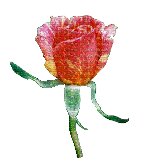 róża image - GIF animado grátis