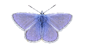 motýl - GIF animate gratis