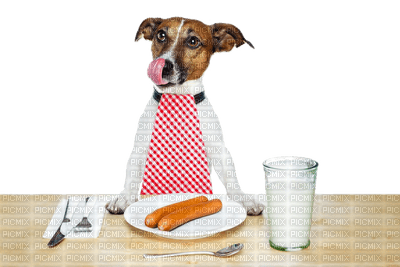chien dog - 無料png