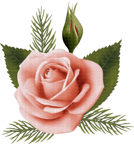 pink roses - zdarma png