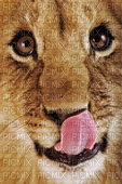 lionceau mimi - 免费PNG
