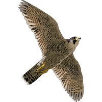 falcon - PNG gratuit