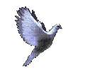 colombe ( - GIF animé gratuit