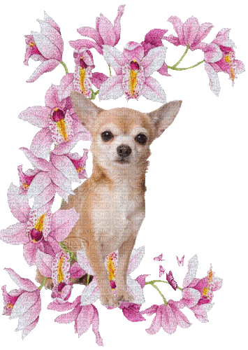 Chihuahua - 無料のアニメーション GIF