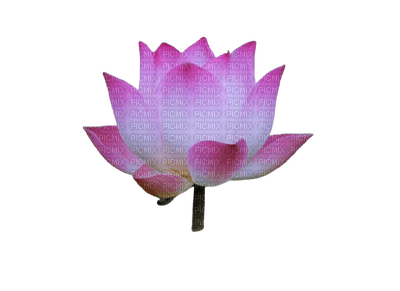 flower,lotus - gratis png