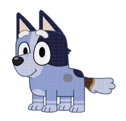 Socks Heeler on all fours - Free PNG