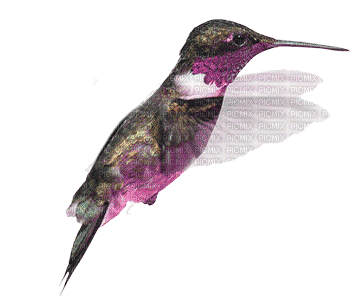 ♡§m3§♡ hummer bird spring colored animated - Free animated GIF