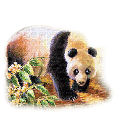 oso panda  dubravka4 - 無料png