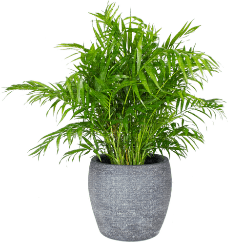 Bloemen en Planten - PNG gratuit