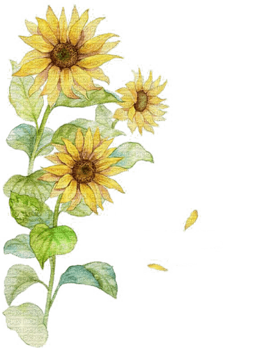 sunflower Bb2 - 無料png