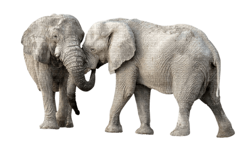 Kaz_Creations Elephants - bezmaksas png