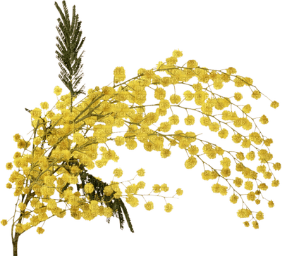 mimosa - Free PNG