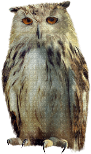 autumn owl kikkapink - PNG gratuit