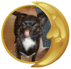 Chihuahua - Ilmainen animoitu GIF