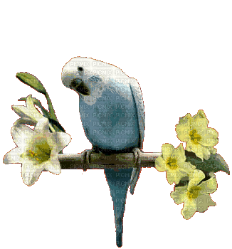 birds gif-l - Δωρεάν κινούμενο GIF