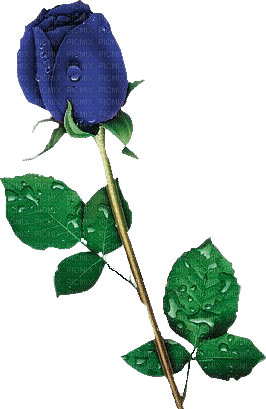 rosa  azul - Бесплатный анимированный гифка