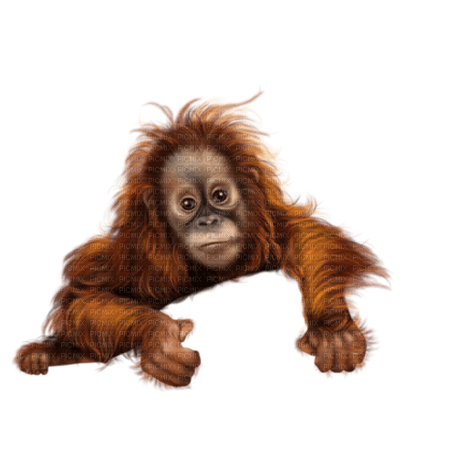 monkey - darmowe png