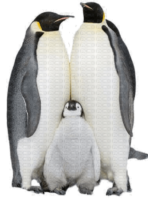 aze pingouin noir black blanc White - 免费PNG