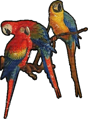 perroquet - Ingyenes animált GIF
