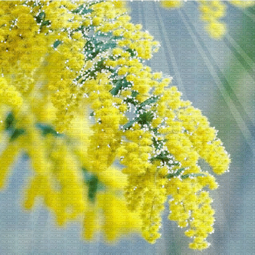 mimosen milla1959 - Nemokamas animacinis gif