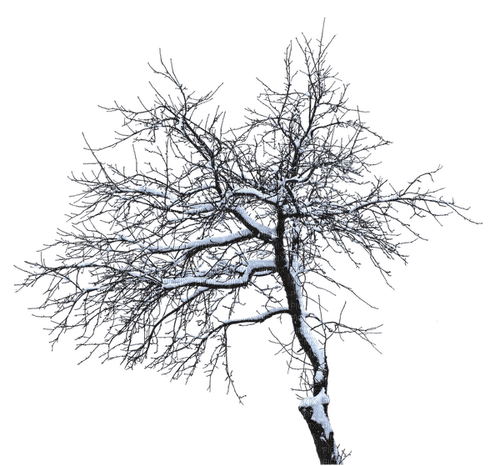 Winter.Arbre.Tree.Árbol.Snow.Victoriabea - png gratis