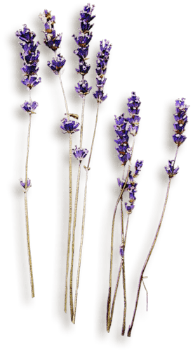 flores transparentes dubravka4 - kostenlos png