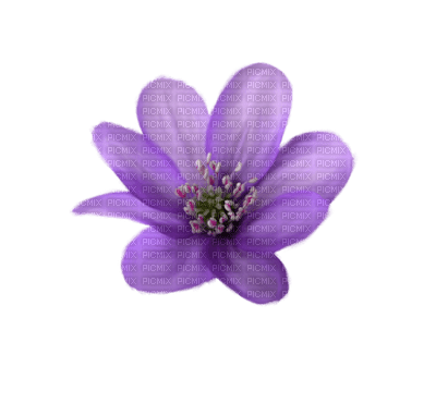 Kaz_Creations Deco Flower  Colours - png gratis