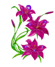 cerise flowers - GIF animasi gratis