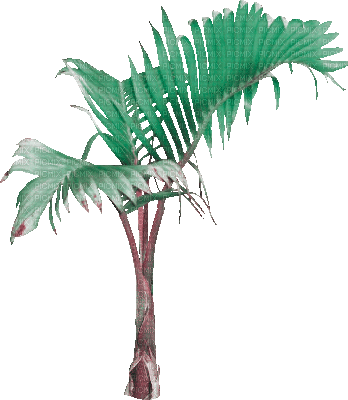 soave deco summer animated tropical tree palm - Δωρεάν κινούμενο GIF