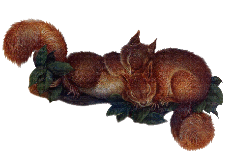 Autumn Fall Sleeping Squirrels - GIF animasi gratis
