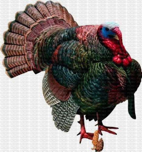 Turkey-RM - фрее пнг