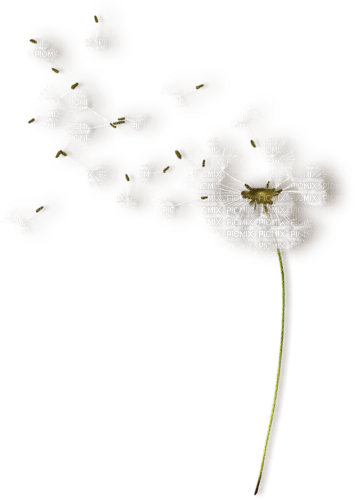 background blume flowers - 無料png