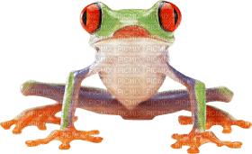Kaz_Creations Frog Toad - png ฟรี