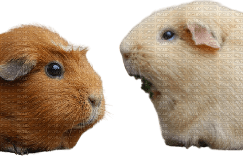 guinea pig animals animaux - gratis png