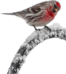 Kaz_Creations Birds Bird Winter - ilmainen png