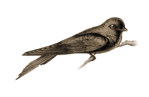 kikkapink deco sepia vintage bird - Free PNG