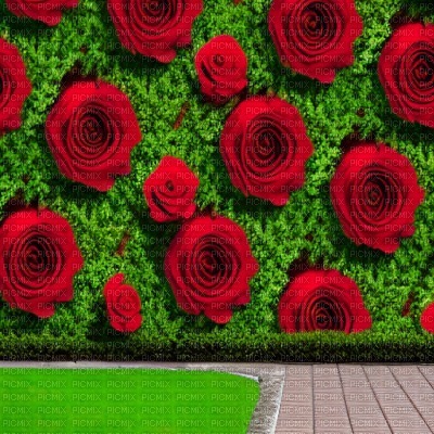 Rose Wall Background - gratis png
