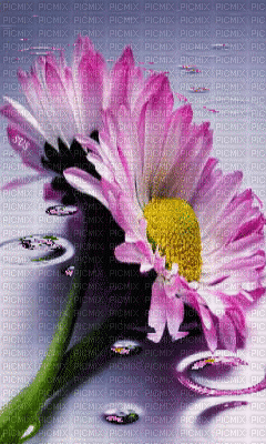 MMarcia gif  background fleurs - Бесплатный анимированный гифка