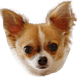 Chihuahua - ücretsiz png