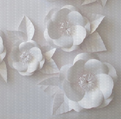 Background White Blossom - gratis png