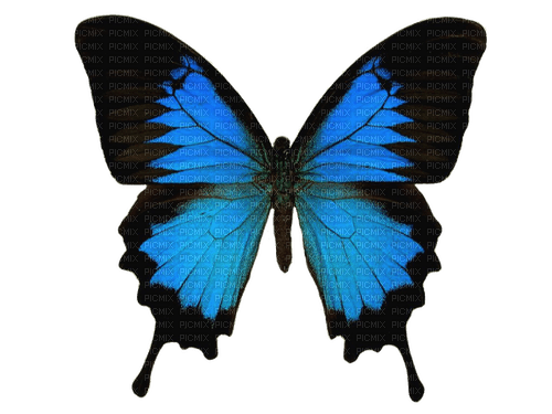 ✶ Butterfly {by Merishy} ✶ - Free PNG