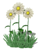 daisies - Gratis animerad GIF