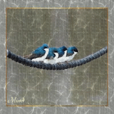 birds-background-animated-rain-minou - 無料のアニメーション GIF