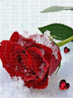роза и снег - Animovaný GIF zadarmo