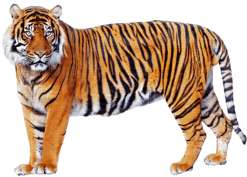 tiger  by nataliplus - png grátis
